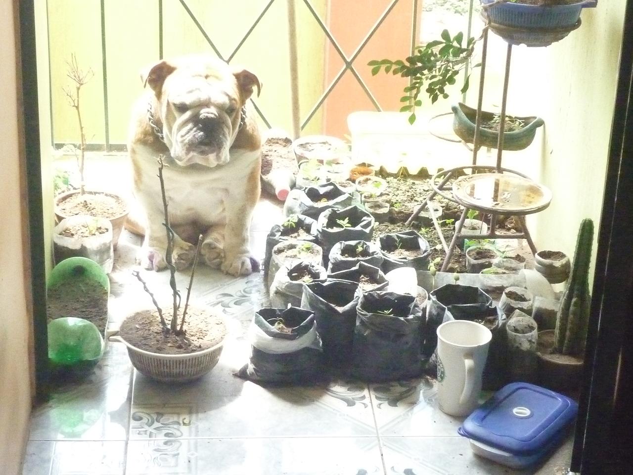 [Foto de planta, jardin, jardineria]