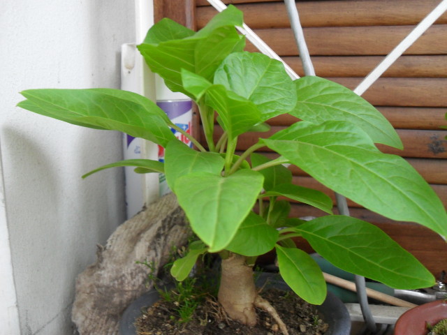 [Foto de planta, jardin, jardineria]