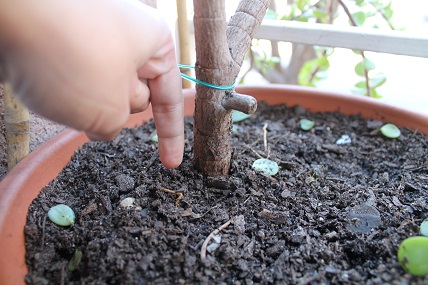 [Foto de planta, jardin, jardineria]