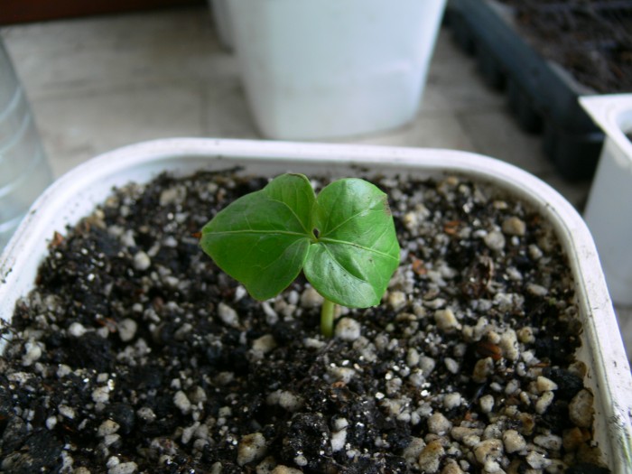 [Foto de planta, jardin, jardineria]