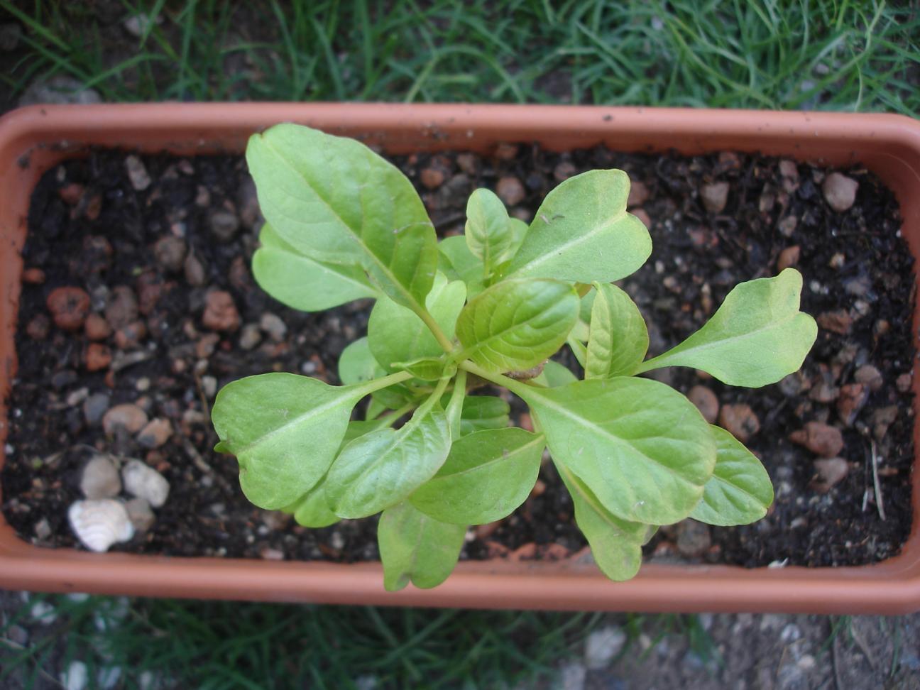 [Foto de planta, jardin, jardineria]