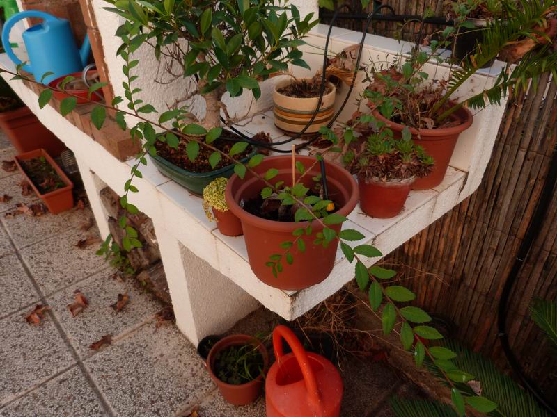 [Foto de planta, jardin, jardineria]