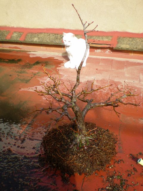 [Foto de planta, jardin, jardineria]