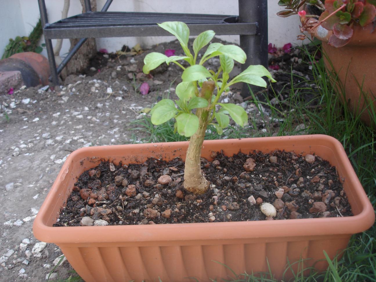 [Foto de planta, jardin, jardineria]