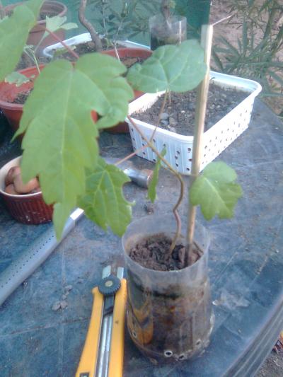 [Foto de planta, jardin, jardineria]