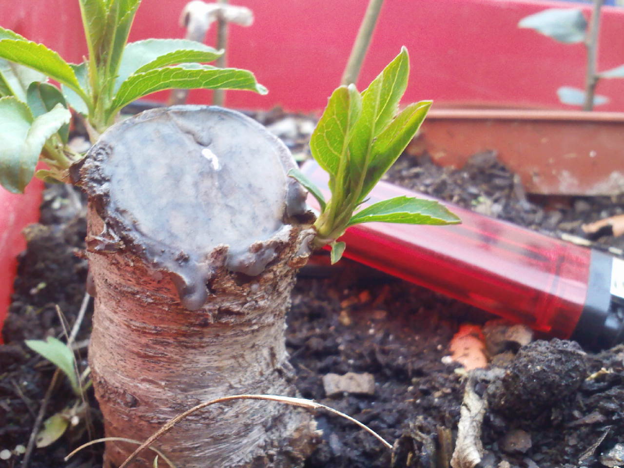 [Foto de planta, jardin, jardineria]