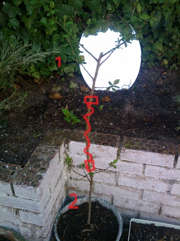 [Foto de planta, jardin, jardineria]