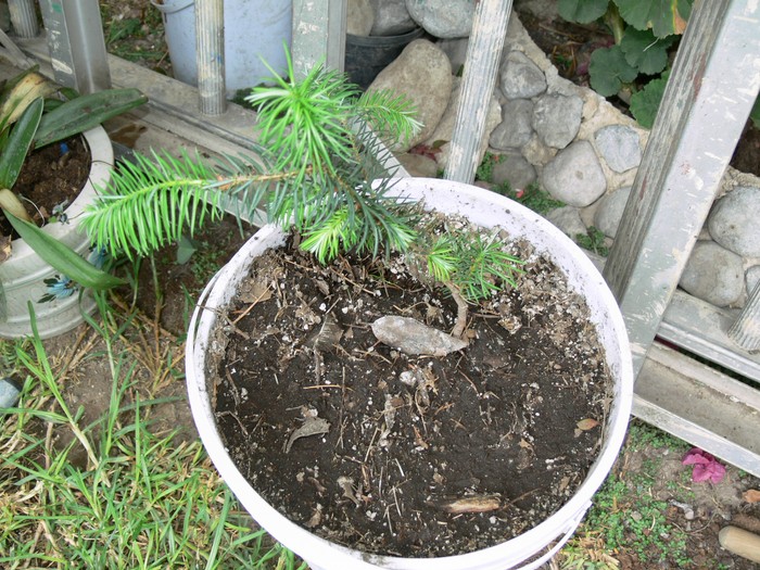 [Foto de planta, jardin, jardineria]