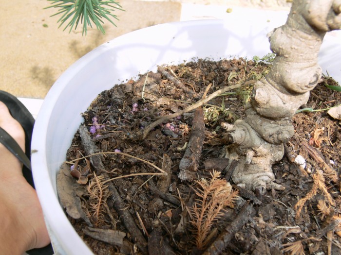 [Foto de planta, jardin, jardineria]