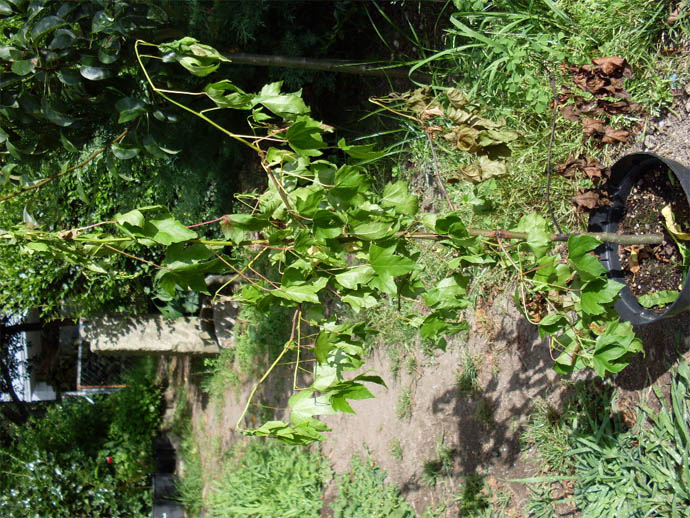 [Foto de planta, jardin, jardineria]