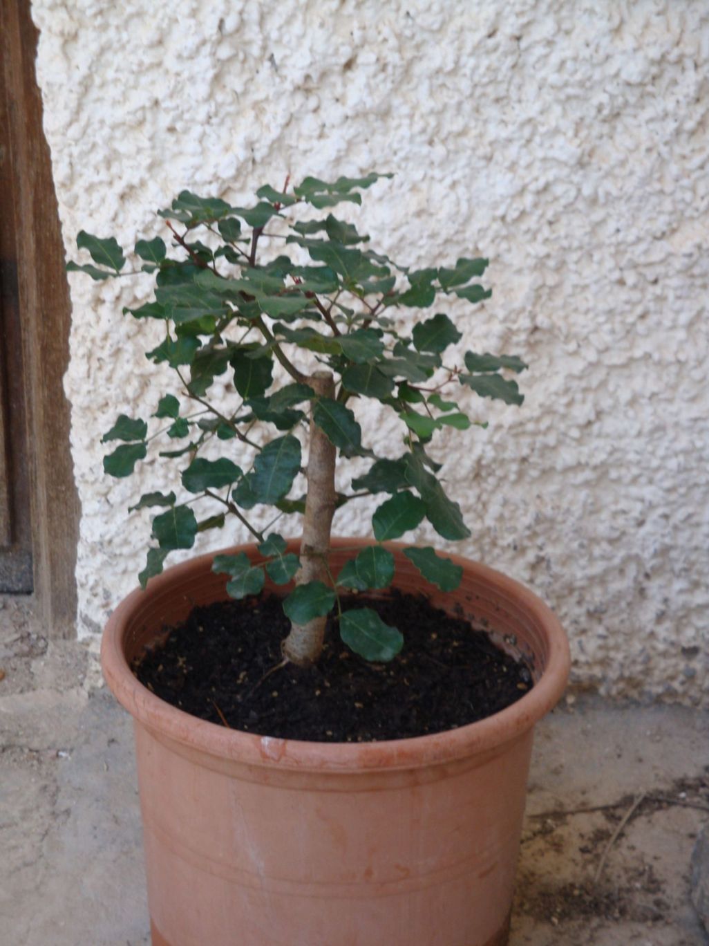 [Foto de planta, jardin, jardineria]