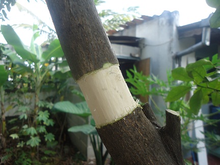 [Foto de planta, jardin, jardineria]