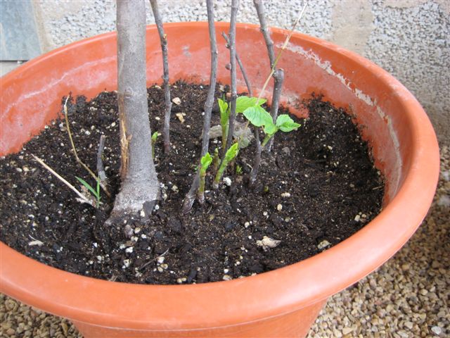 [Foto de planta, jardin, jardineria]