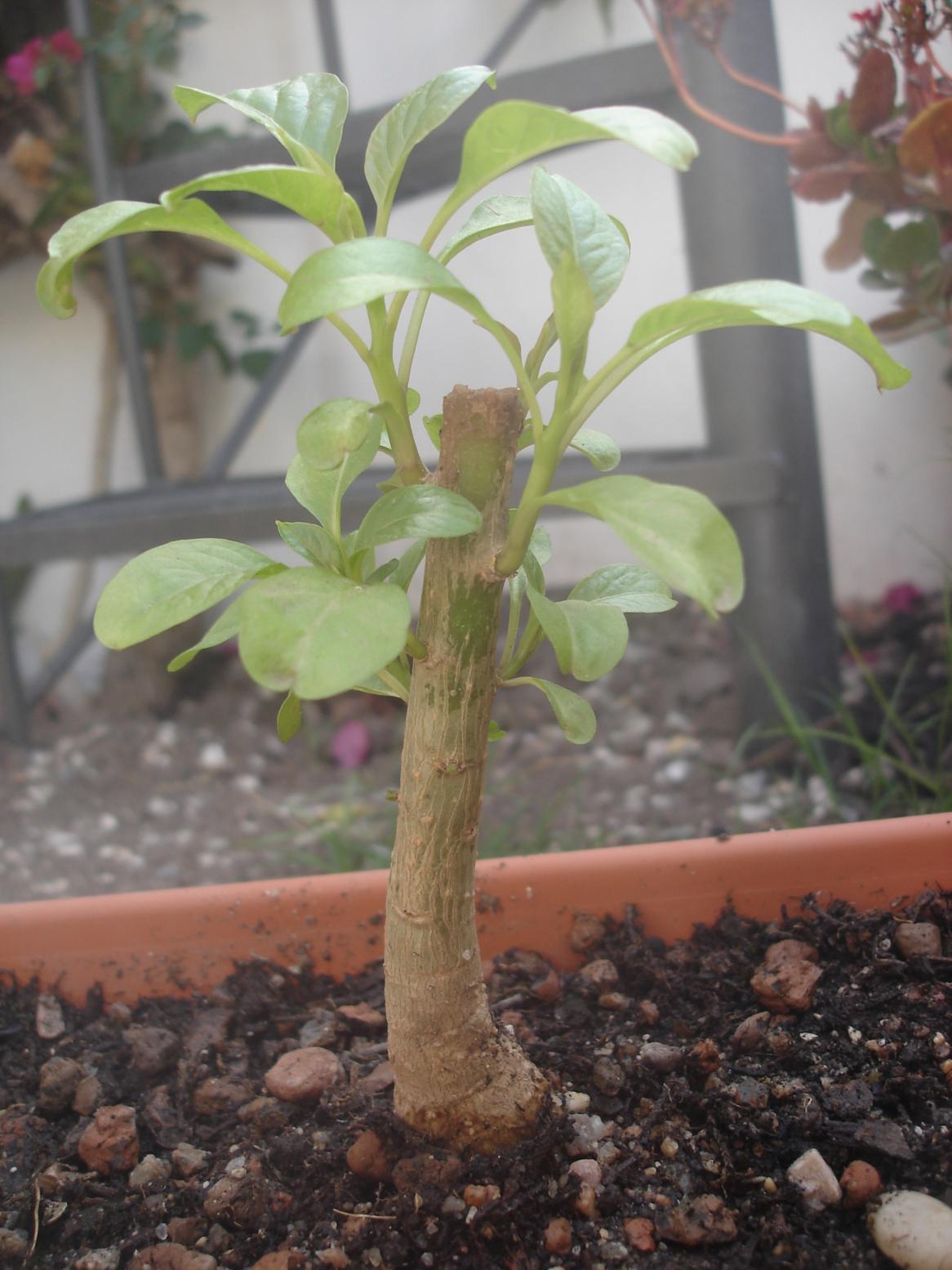 [Foto de planta, jardin, jardineria]