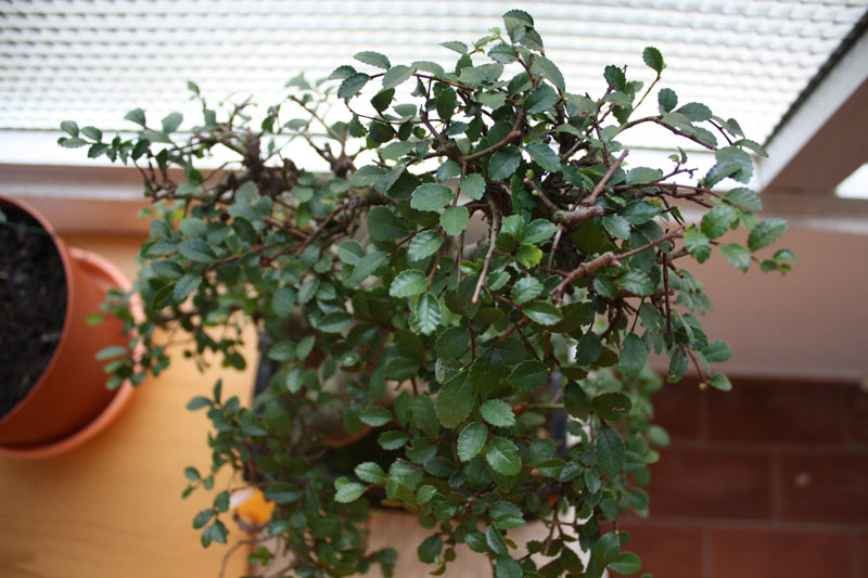 [Foto de planta, jardin, jardineria]