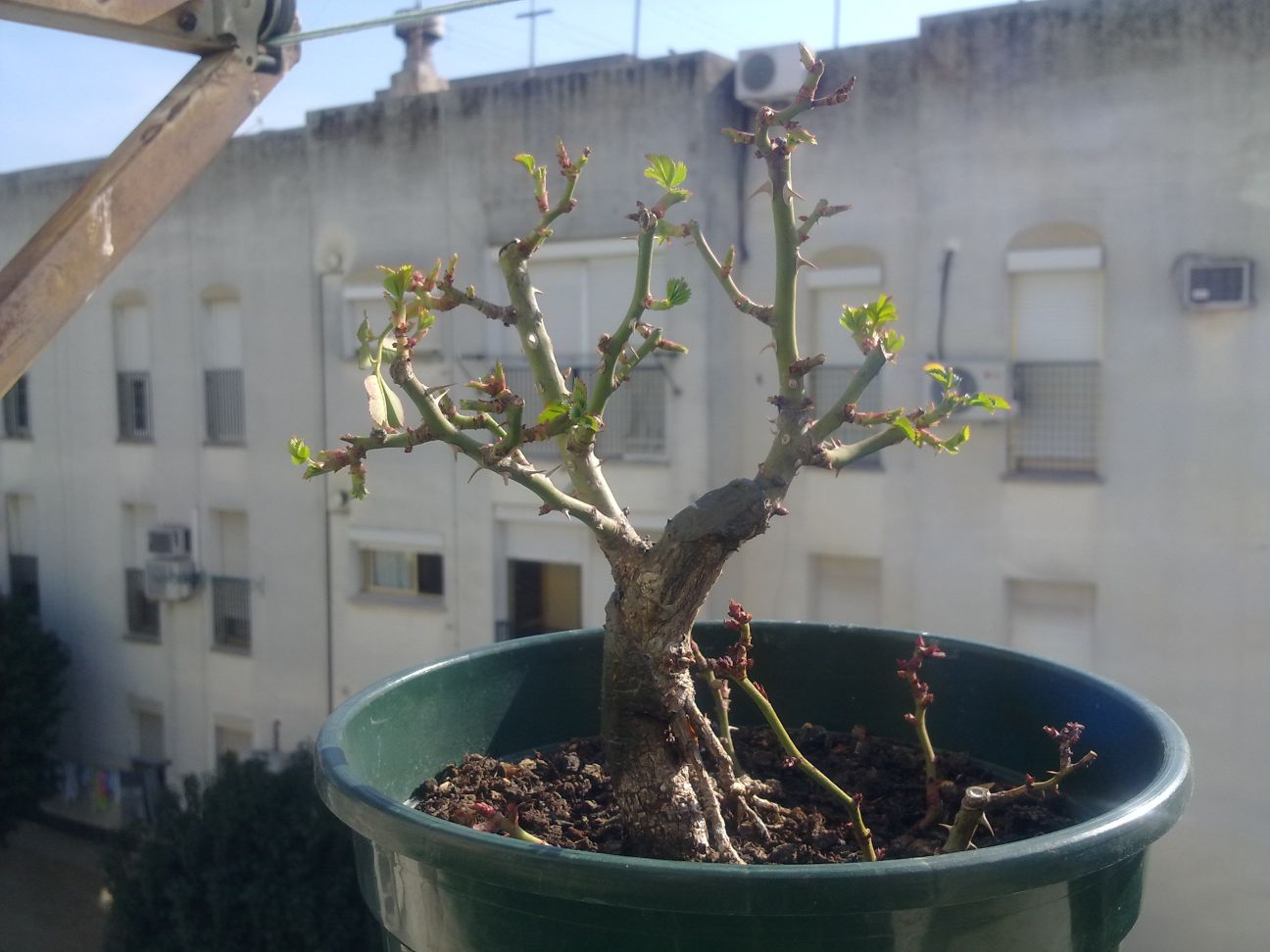 [Foto de planta, jardin, jardineria]