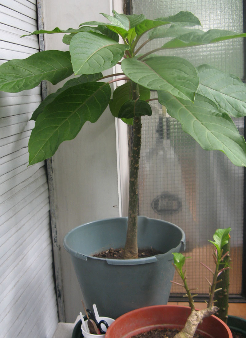 [Foto de planta, jardin, jardineria]