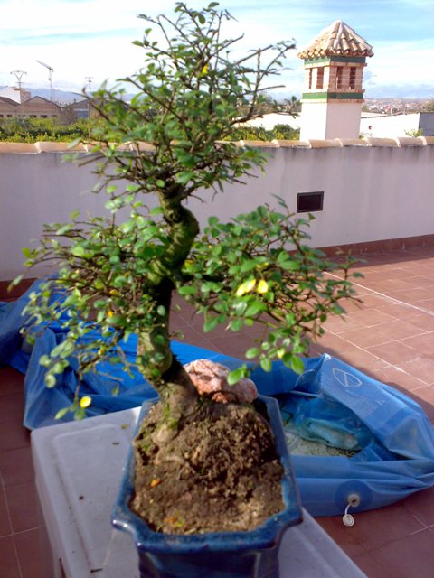 [Foto de planta, jardin, jardineria]