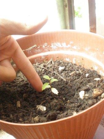 [Foto de planta, jardin, jardineria]