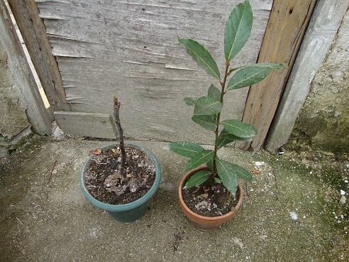 [Foto de planta, jardin, jardineria]