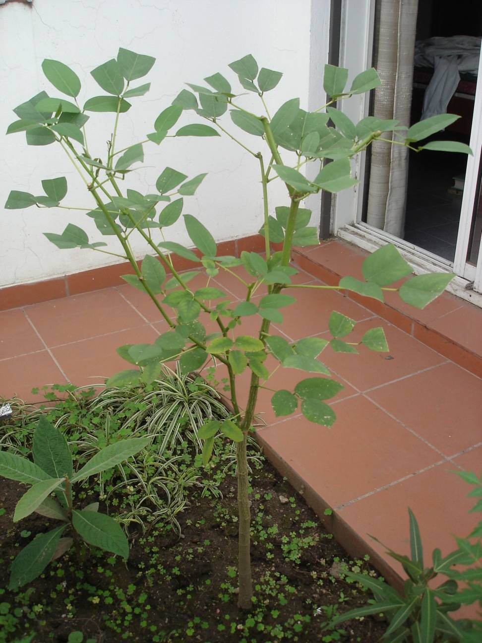 [Foto de planta, jardin, jardineria]