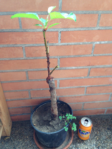 [Foto de planta, jardin, jardineria]