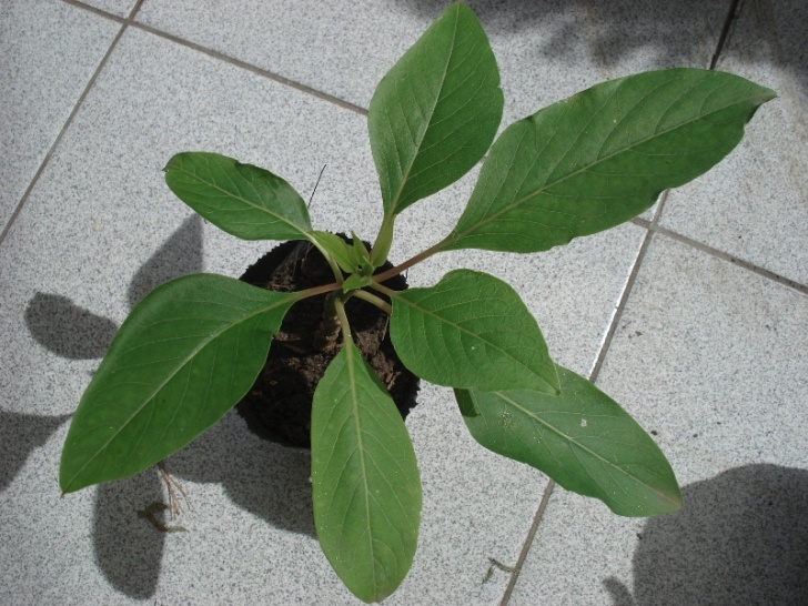 [Foto de planta, jardin, jardineria]