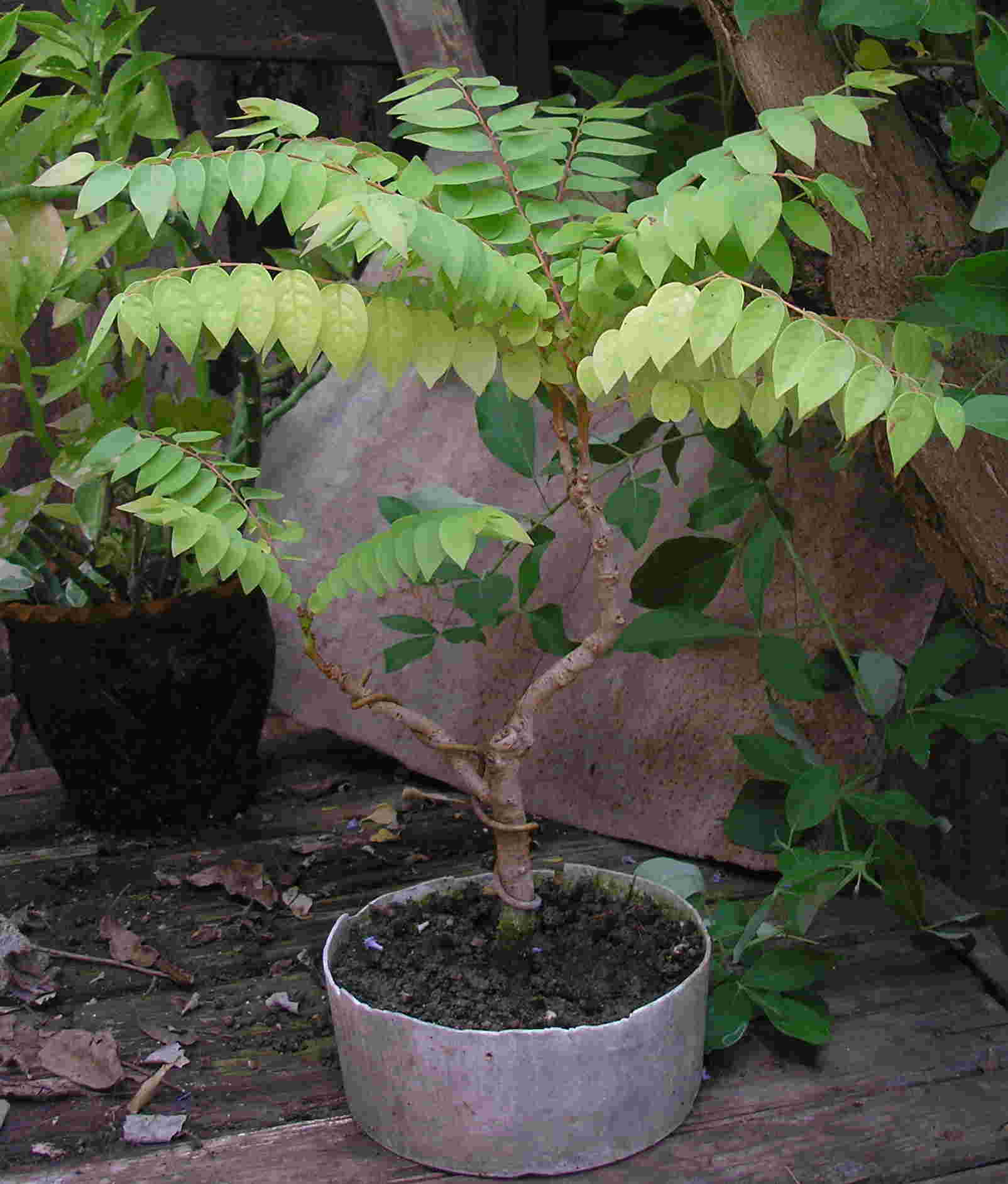 [Foto de planta, jardin, jardineria]