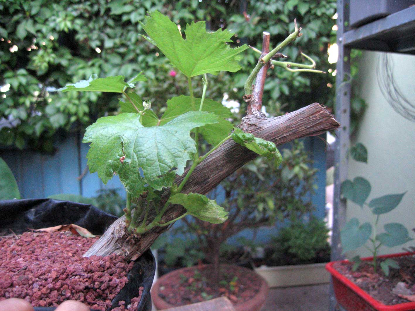 [Foto de planta, jardin, jardineria]