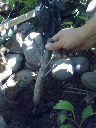 [Foto de planta, jardin, jardineria]