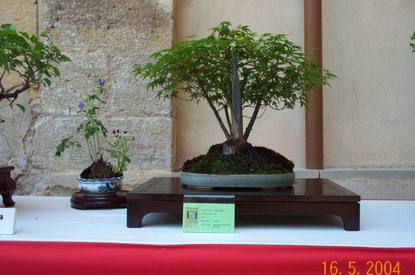 [Foto de planta, jardin, jardineria]