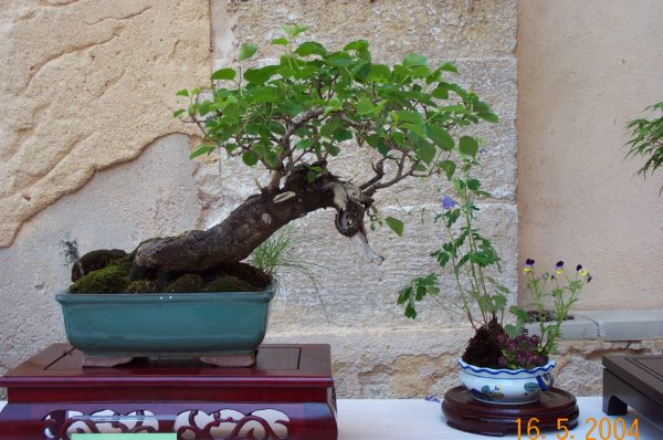 [Foto de planta, jardin, jardineria]