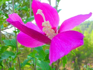 [Foto de planta, jardin, jardineria]