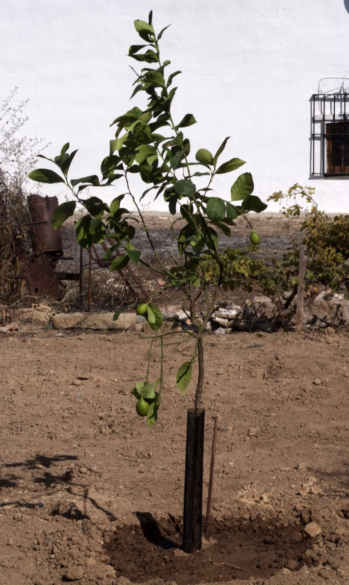 [Foto de planta, jardin, jardineria]