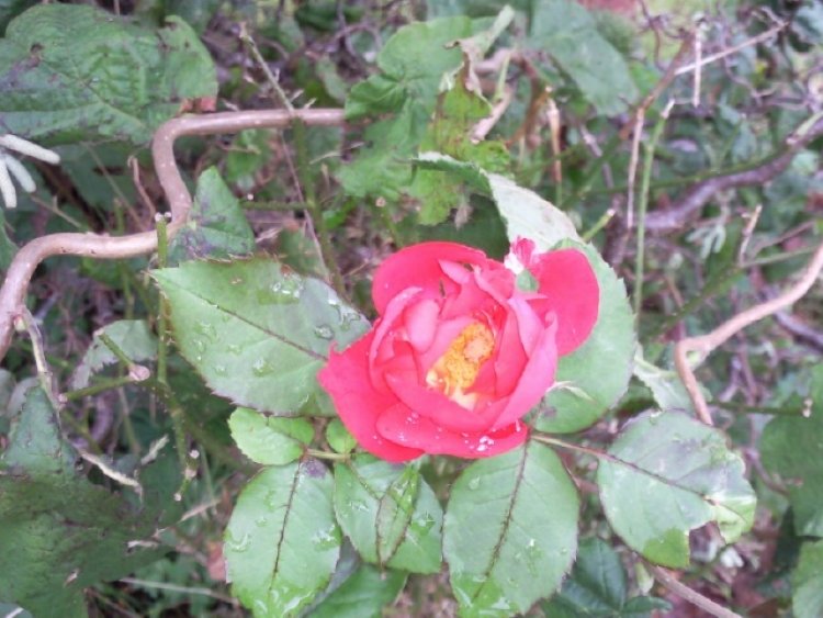 [Foto de planta, jardin, jardineria]