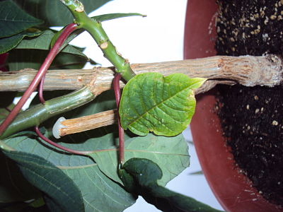 [Foto de planta, jardin, jardineria]