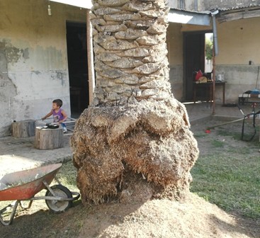 [Foto de planta, jardin, jardineria]