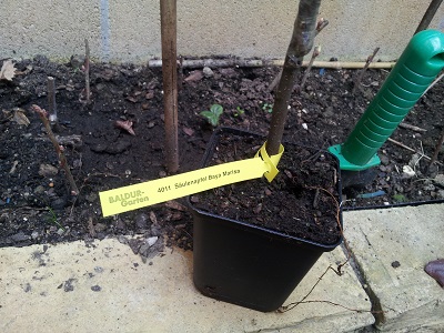 [Foto de planta, jardin, jardineria]