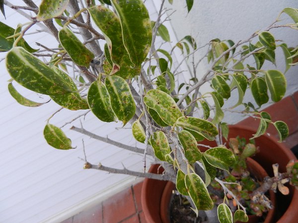 [Foto de planta, jardin, jardineria]