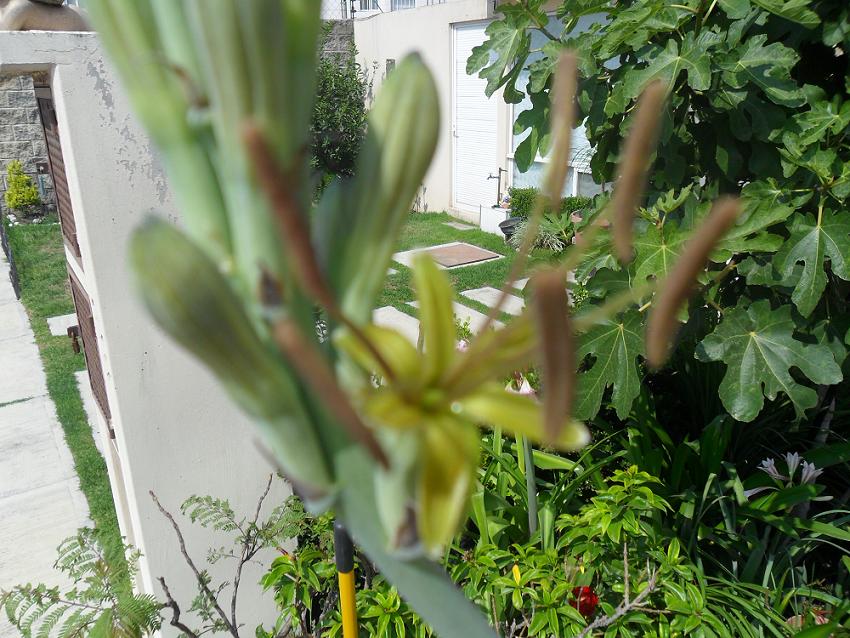 [Foto de planta, jardin, jardineria]