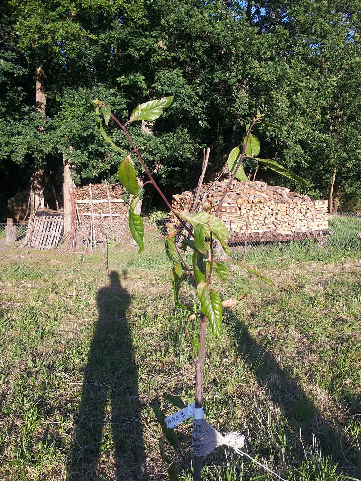 [Foto de planta, jardin, jardineria]