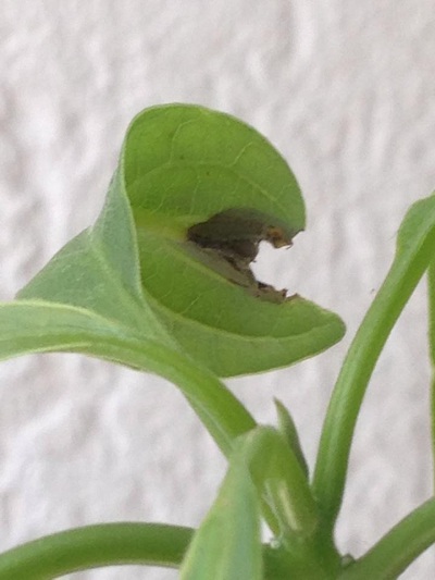 [Foto de planta, jardin, jardineria]