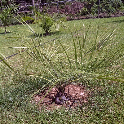 [Foto de planta, jardin, jardineria]