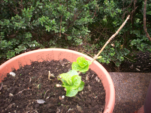 [Foto de planta, jardin, jardineria]