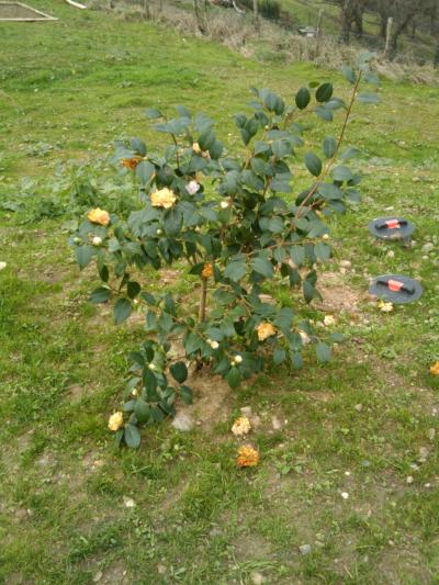 [Foto de planta, jardin, jardineria]