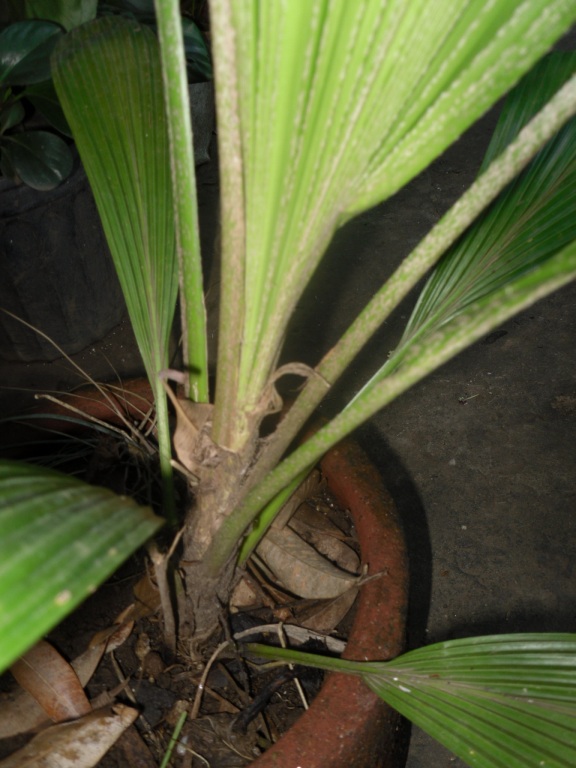 [Foto de planta, jardin, jardineria]