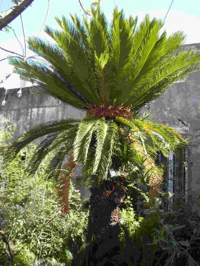 [Foto de planta, jardin, jardineria]