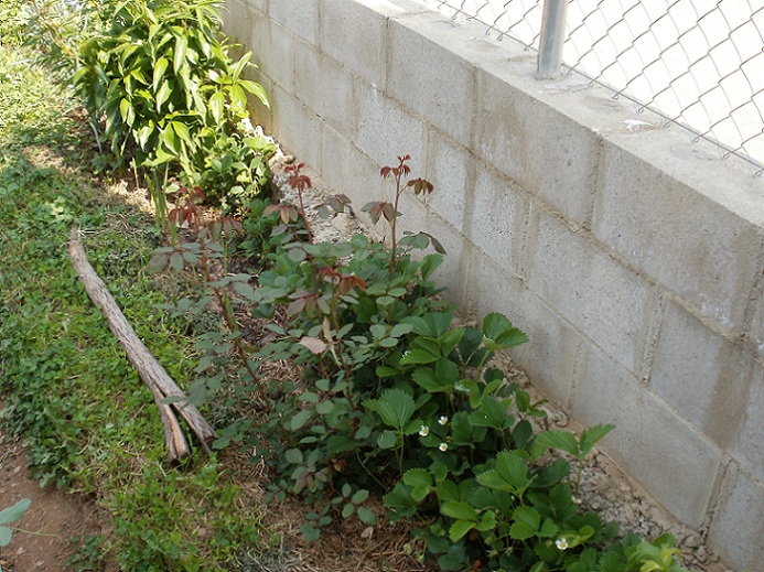 [Foto de planta, jardin, jardineria]