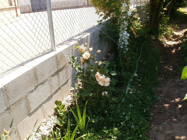 [Foto de planta, jardin, jardineria]