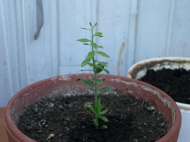 [Foto de planta, jardin, jardineria]